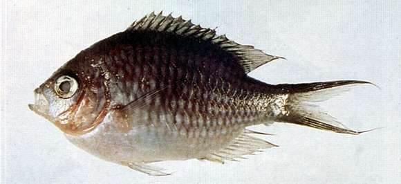 Imagem de Chromis ternatensis (Bleeker 1856)