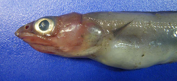 Image of Congriscus