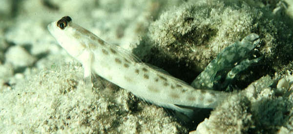 Image of Ctenogobiops feroculus