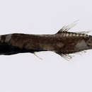 Image of Black bristlefish