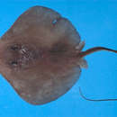 Image of Sharpnose Stingray