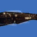 Image of Spotlight lanternfish