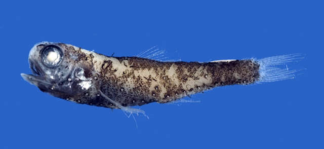 Image of Diogenichthys