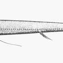 Image of Threadfin dragonfish