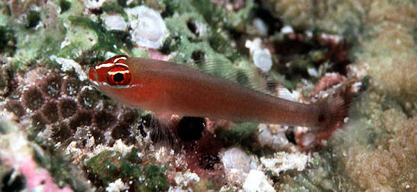 Image of Black-spot pygmy-goby