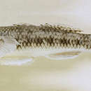 Image of Celebes flathead goby