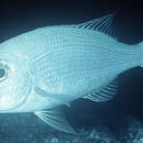 Image of Blue-lined large eye bream