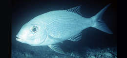 Image of undescribed monocle bream