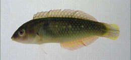 Image of Bubblefin Wrasse