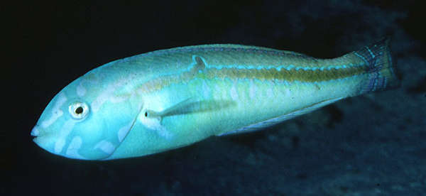 Image of Ceylon wrasse