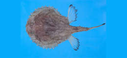 Image of Halieutaea