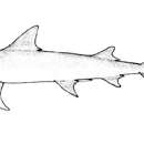 Image of Snaggletooth shark