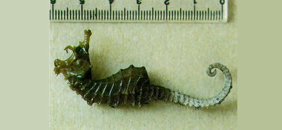 Image of seahorses