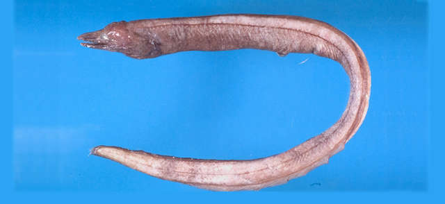 Image of Histiobranchus