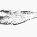 Image of Holcomycteronus aequatoris (Smith & Radcliffe 1913)