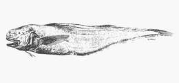 Image of Holcomycteronus