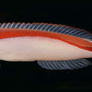 Image of Red-lined tilefish