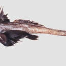 Image of Ghost shark