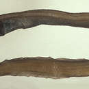 Image of Muddy Arrowtooth Eel