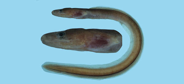 Image of false morays