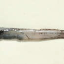 Image of Leptoderma retropinna Fowler 1943