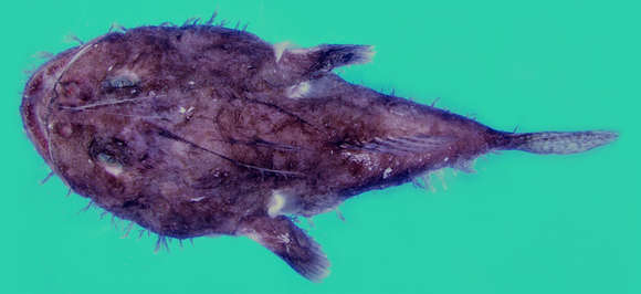 Image of Lophiodes