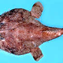 Image of Flowery goosefish