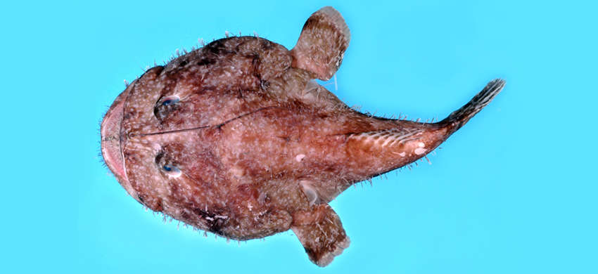 Image of Lophiodes