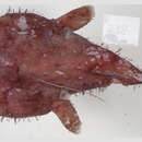 Image of Ceylonese monkfish