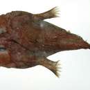 Image of Challenger monkfish