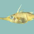 Image of Common trumpetsnout