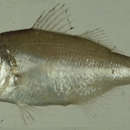 Image of Silverbelly seaperch