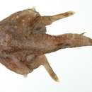 Image of Spearnose seabat