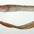 Image of Abyssal cutthroat eel