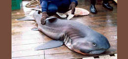 Image of megamouth sharks