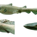 Image of Elfin Shark