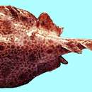 Image of Shortlip electric ray