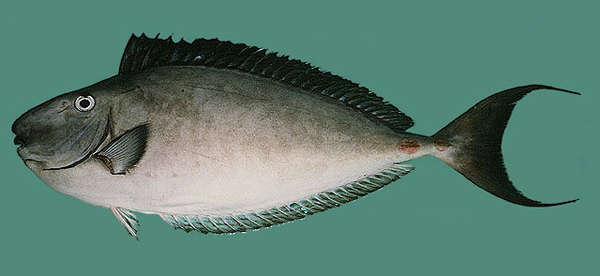 Image of Horseface Unicornfish