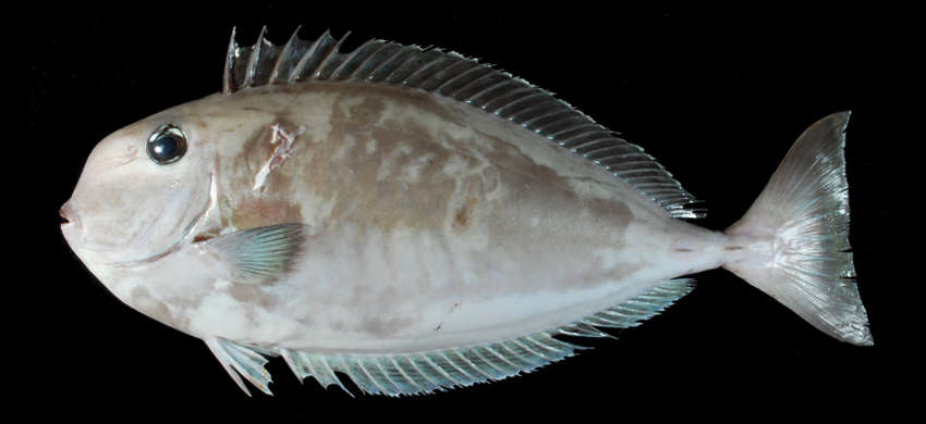 Image of Squarenose Unicornfish