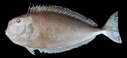 Image of Squarenose Unicornfish