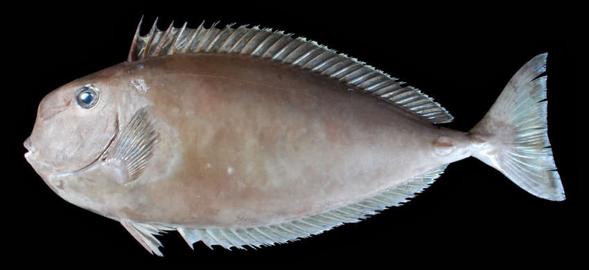 Image of Squarenose Unicornfish