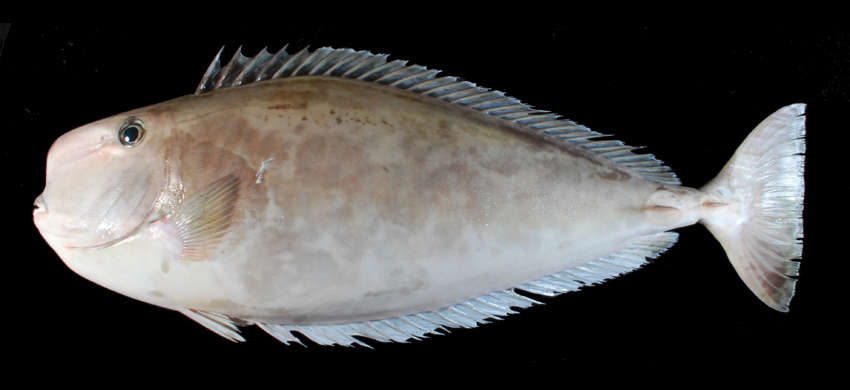 Image of Squarenose Unicornfish