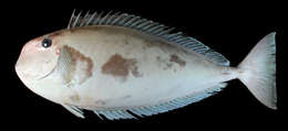 Image of Squarenose Unicornfish