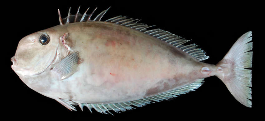 Image of Squarenose Unicornfish