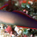 Image of Elegant firefish