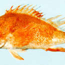 Image of Orange scorpionfish