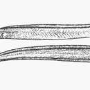 Image of Duck-billed eel