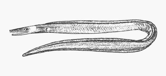 Image of Nettastoma