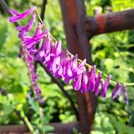 Image of fodder vetch