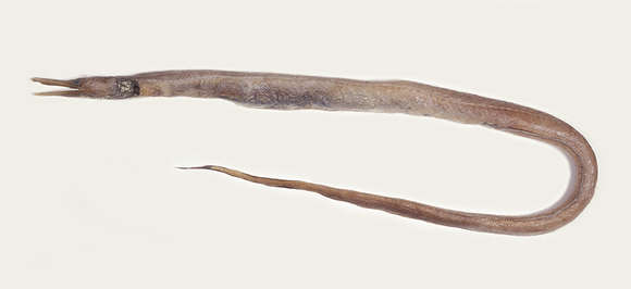 Image of Nettastoma